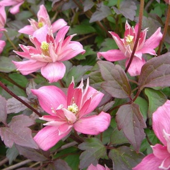 Clematis "Broughton Star"