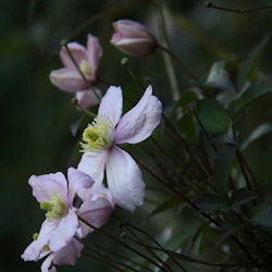 Clematis "Fragant Spring"