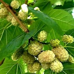 Morus Alba Macrophylla