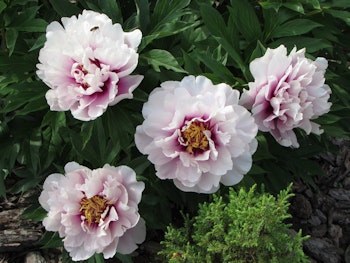 Pion itoh "Cora Louise"