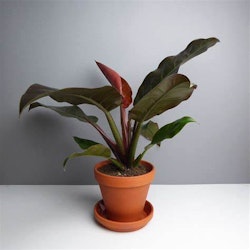 Philodendron "Imperial Red"