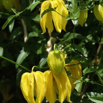 Clematis tibetana tangutica