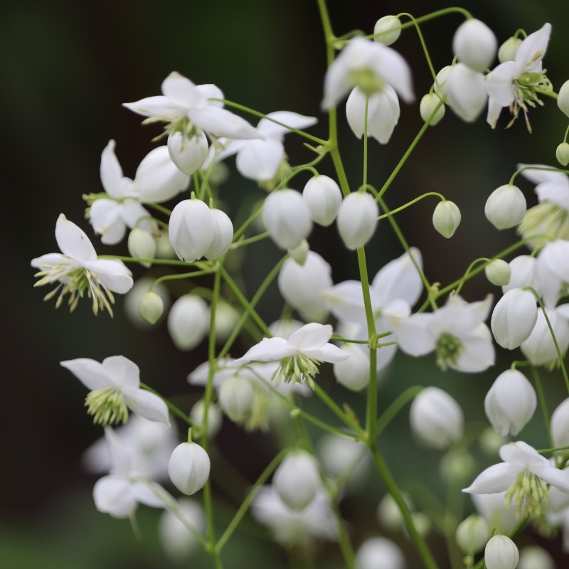 Violruta "Splendide White"