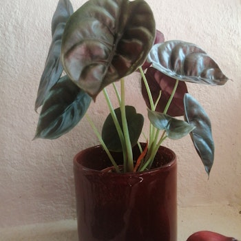 Alocasia Red Secret