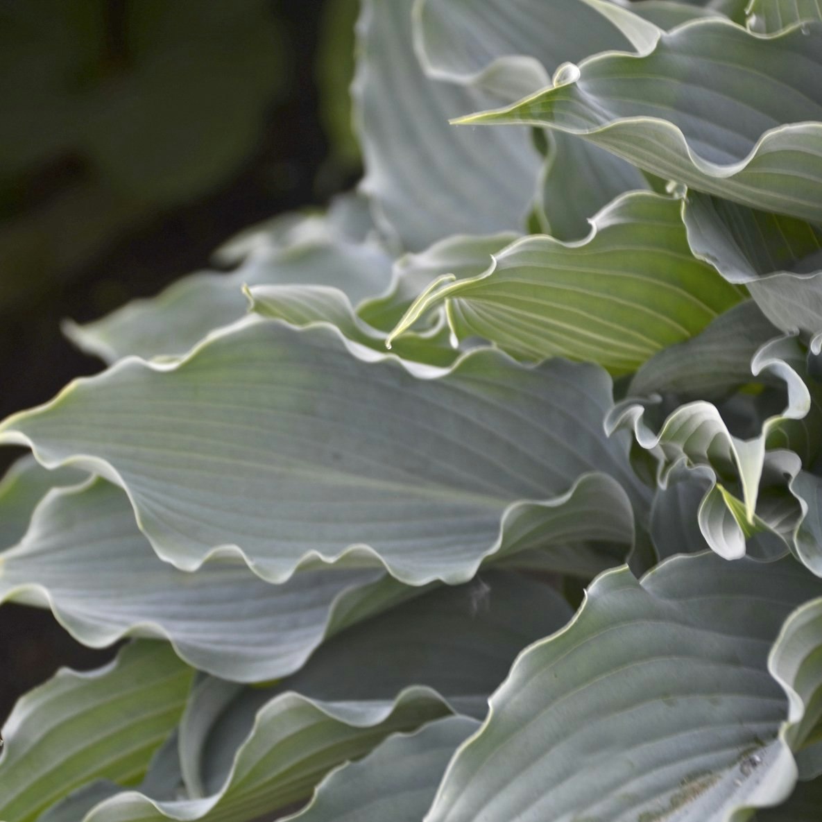 Hosta Waterslide