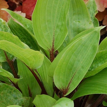 Hosta Purple Heart