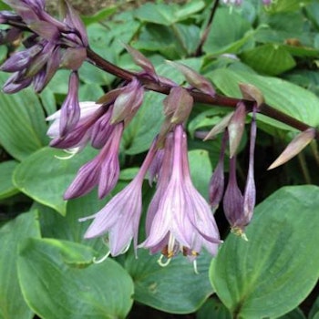 Hosta Purple Heart