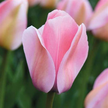 Bella Blush