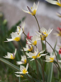 Turkenstanica