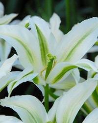 Greenstar