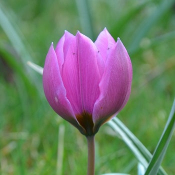Humilis Helene