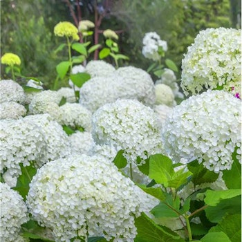 Vidjehortensia Annabelle