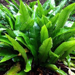 Asplenium Hjortunga