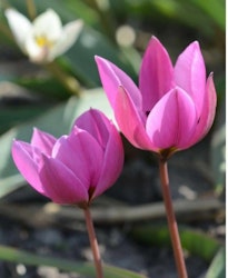 Humilis Helene