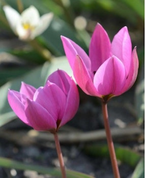 Humilis Helene