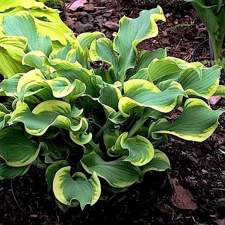 Hosta Wheee