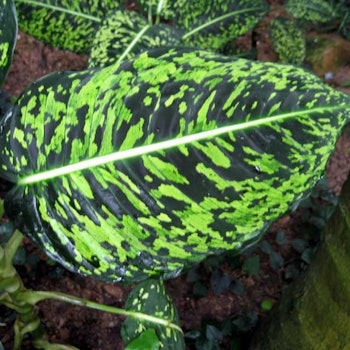 Dieffenbachia Reflector