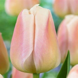 Apricot  Pride