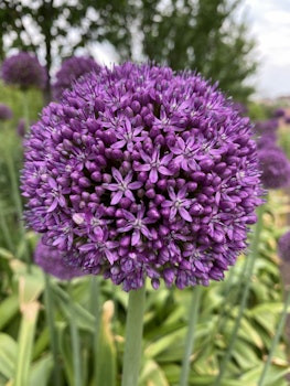 Allium Globemaster