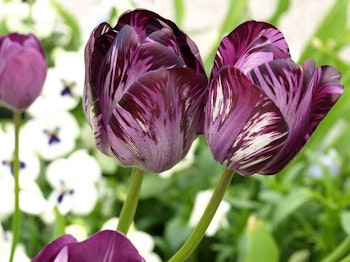 Columbine, historisk tulpan från1929