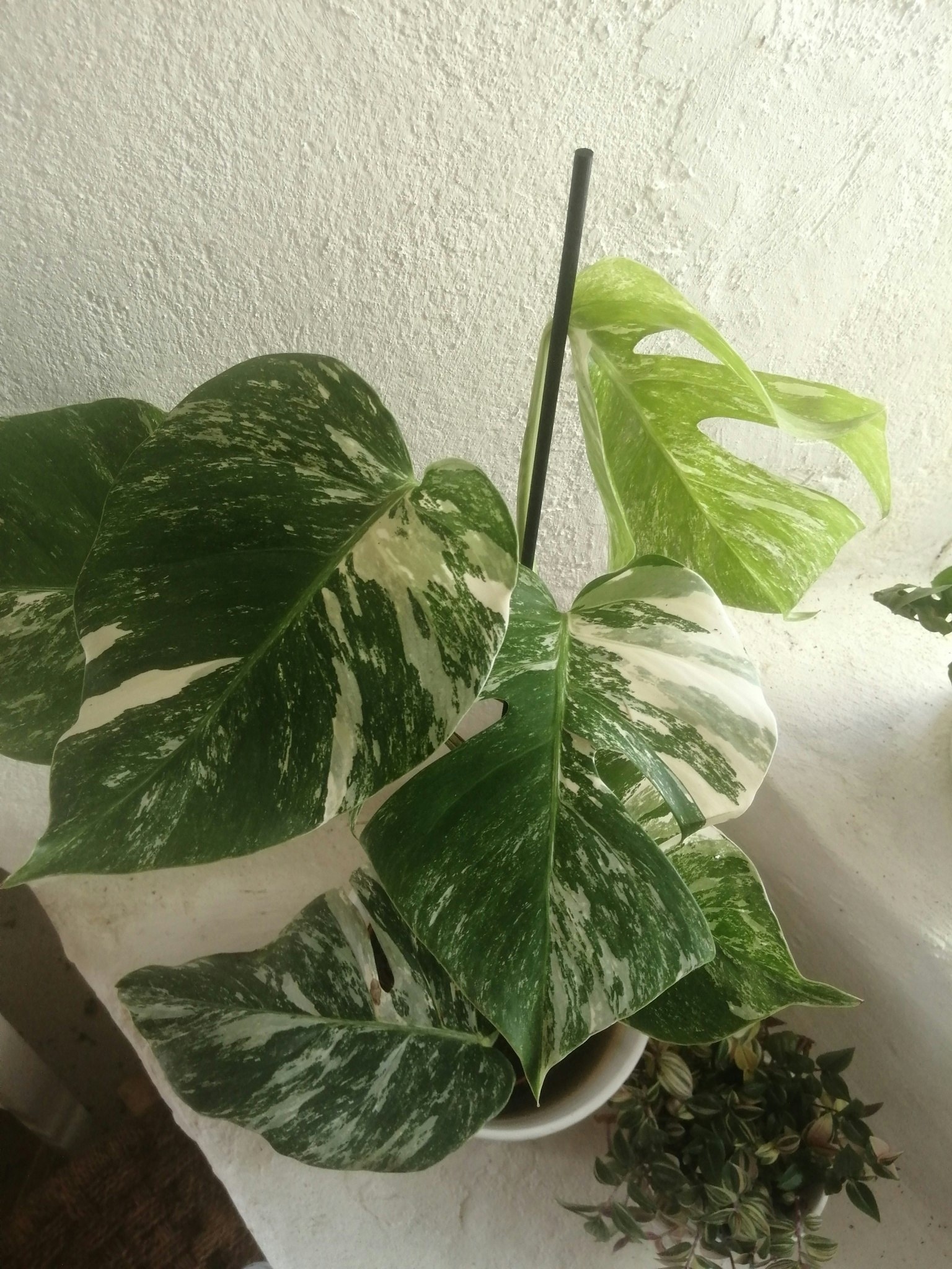 Monstera deliciosa Variegata