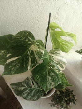 Monstera deliciosa Variegata