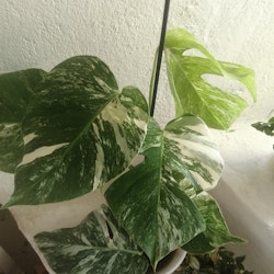 Monstera deliciosa Variegata