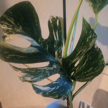 Monstera deliciosa Variegata