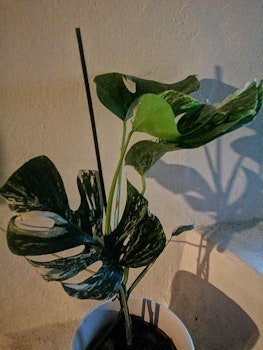 Monstera deliciosa Variegata