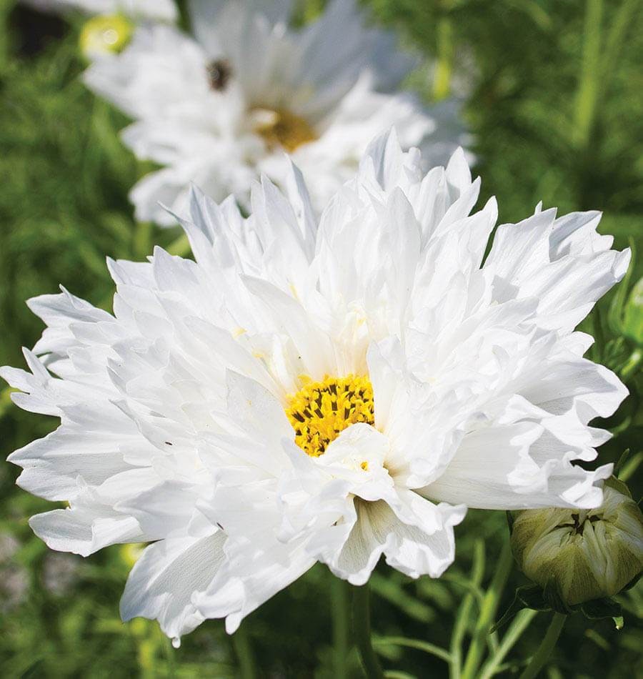 Cosmos Snow Puff