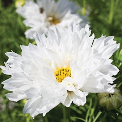 Cosmos Snow Puff