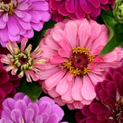 Zinnia "Art Deco"