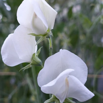 Luktärt "White Ensign"