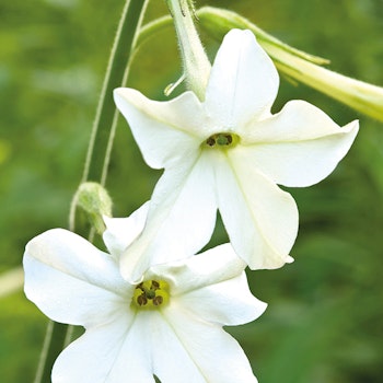 Nicotiana Sylvestris