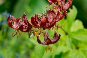 Lillium martagon "Claude Shride"