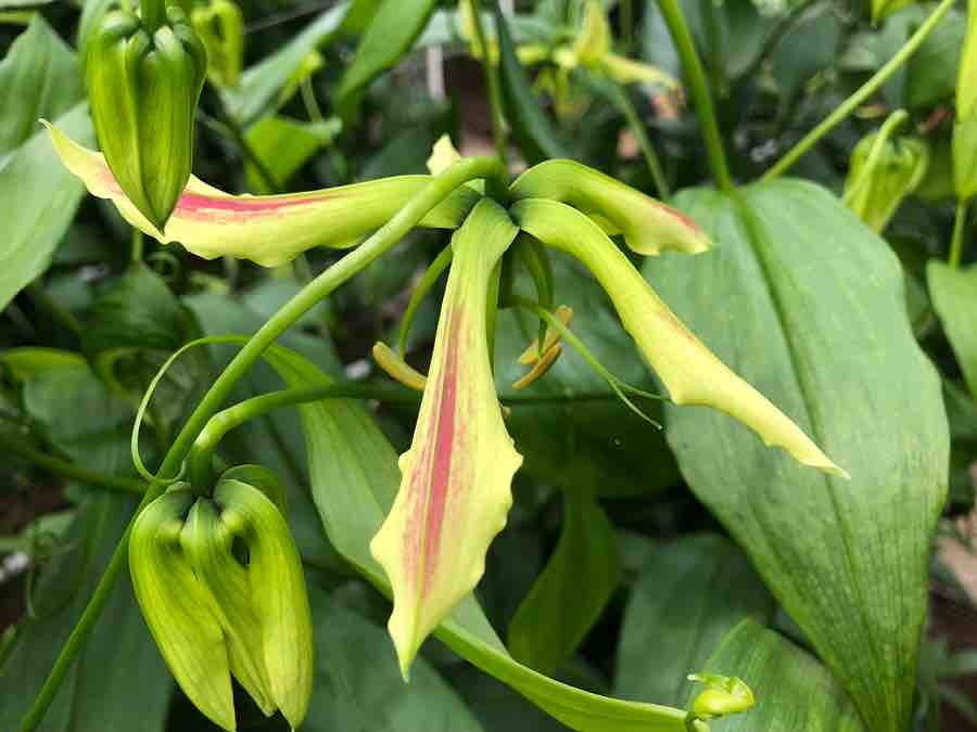 Gloriosa "Lime"