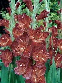 Gladiol " Chocolate"