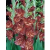 Gladiol " Chocolate"