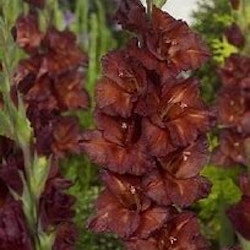 Gladiol " Chocolate"