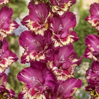 Gladiol " Colour Club"