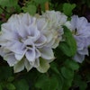 Clematis "Ruriokoshi"