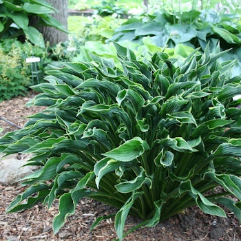 Hosta Praying Hands