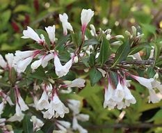 Weigela Black and White