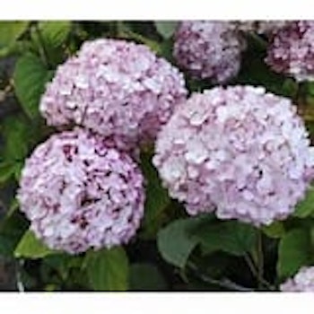 Hortensia "Candybelle Marsmallow"