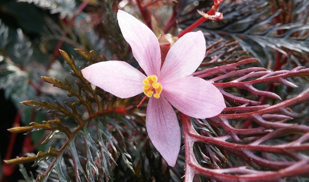 Begonia bipinnatifida