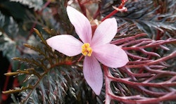 Begonia bipinnatifida