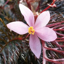 Begonia bipinnatifida