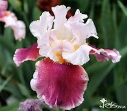 Iris germanica "Cranberry Swirl"