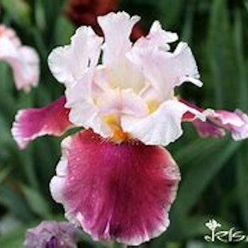 Iris germanica "Cranberry Swirl"