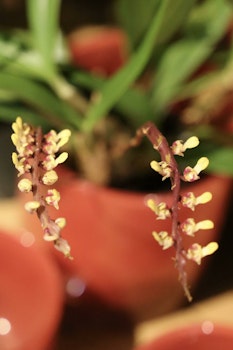 Bulbophyllum falcatum